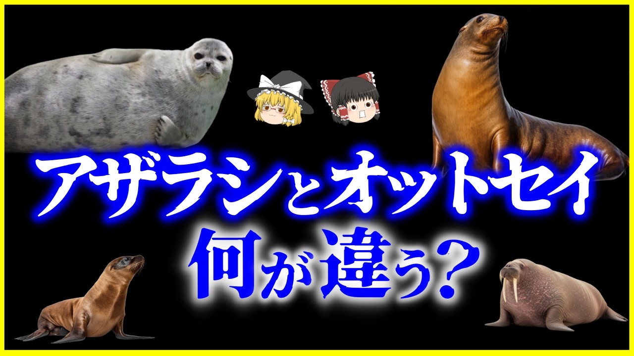 【ゆっくり解説】進化のルーツが全く別物…アザラシとオットセイ、何が違う？を解説/アシカやセイウチとの違いは？海獣たちの収斂進化の謎