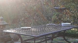 Misty sunrise on the birdfeeder