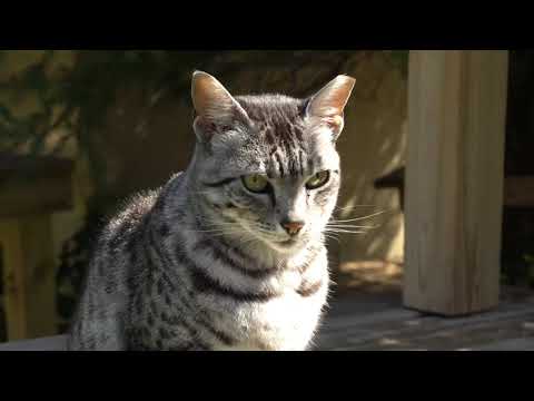 Wild-At-Heart Cat Profile: Safiya 😸