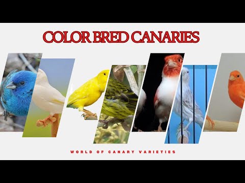 types of Color Bred canaries: A Rainbow of Feathers ( part 1)