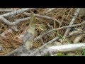 Little Snake Eats A Big Toad