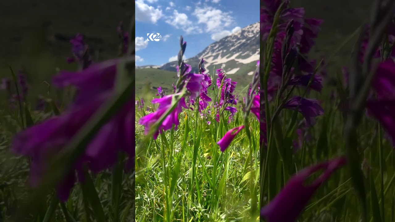 ڤیدیۆ | ئەم دیمەنانە دڵت ئارام دەکەنەوە؛ ئێرە بنارى شاخى بەربزینە لە دەڤەری برادۆست ڤیدیۆ: حامد مەلا کەرەم