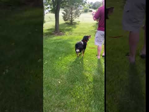 REMIE the TRI-PAWD!, an adopted Foxhound & Hound Mix in Lincoln, NE_image-1