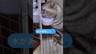 #猫# #猫のいる暮らし #cat