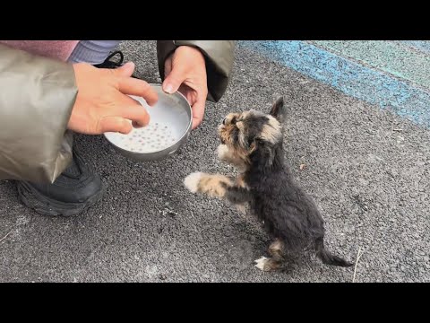 Doudou Puppy Rescue Thumbnail