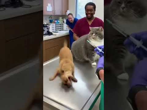 When the Cat Realizes the Vet Trip 😹