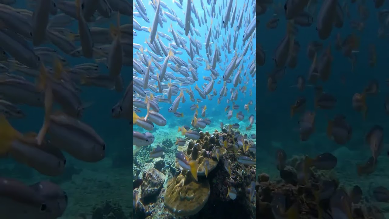 YouTube Short thumbnail