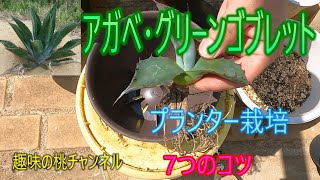 [Agave Green Goblet] 7 Tips for Growing in a Planter 25/9/26