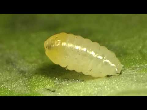 Pinworm életciklusa