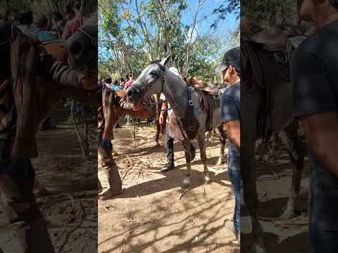 Cavalo e Vaquejada