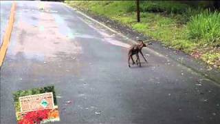 preview picture of video 'Connestee Falls, Brevard North Carolina, two small fawns cross the road!'