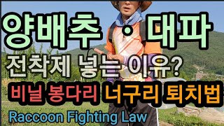 양배추ᆞ대파에 농약 전착제 꼭 넣는 이유. 너구리 퇴치법 Raccoon Fighting Law
