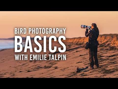 Bird Photography Basics: A New Series with Emilie Talpin