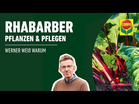 Rhabarber pflanzen und pflegen | COMPO
