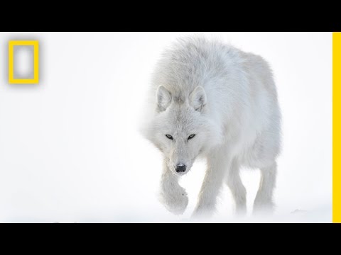 download lagu mp3 mp4 White Wolf In Snow, download lagu White Wolf In Snow gratis, unduh video klip White Wolf In Snow