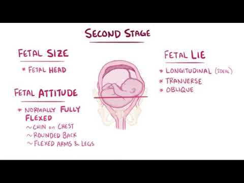 Stages of Labor - Osmosis