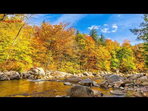 🎧 Best of Cody Francis Fall 2024 | Relaxing Calm Compilation 🌞 | 1.5 Hour Autumn Hues 🍂🎨