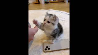 Download lagu Overload of cuteness😱😱 mp3