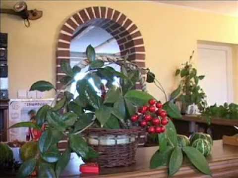 Agroturystyka "Ranczo" (2/2)