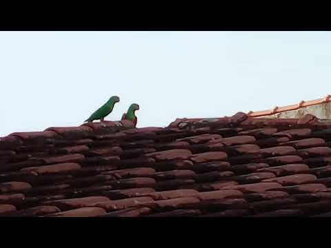 Minhas visitas ilustres...