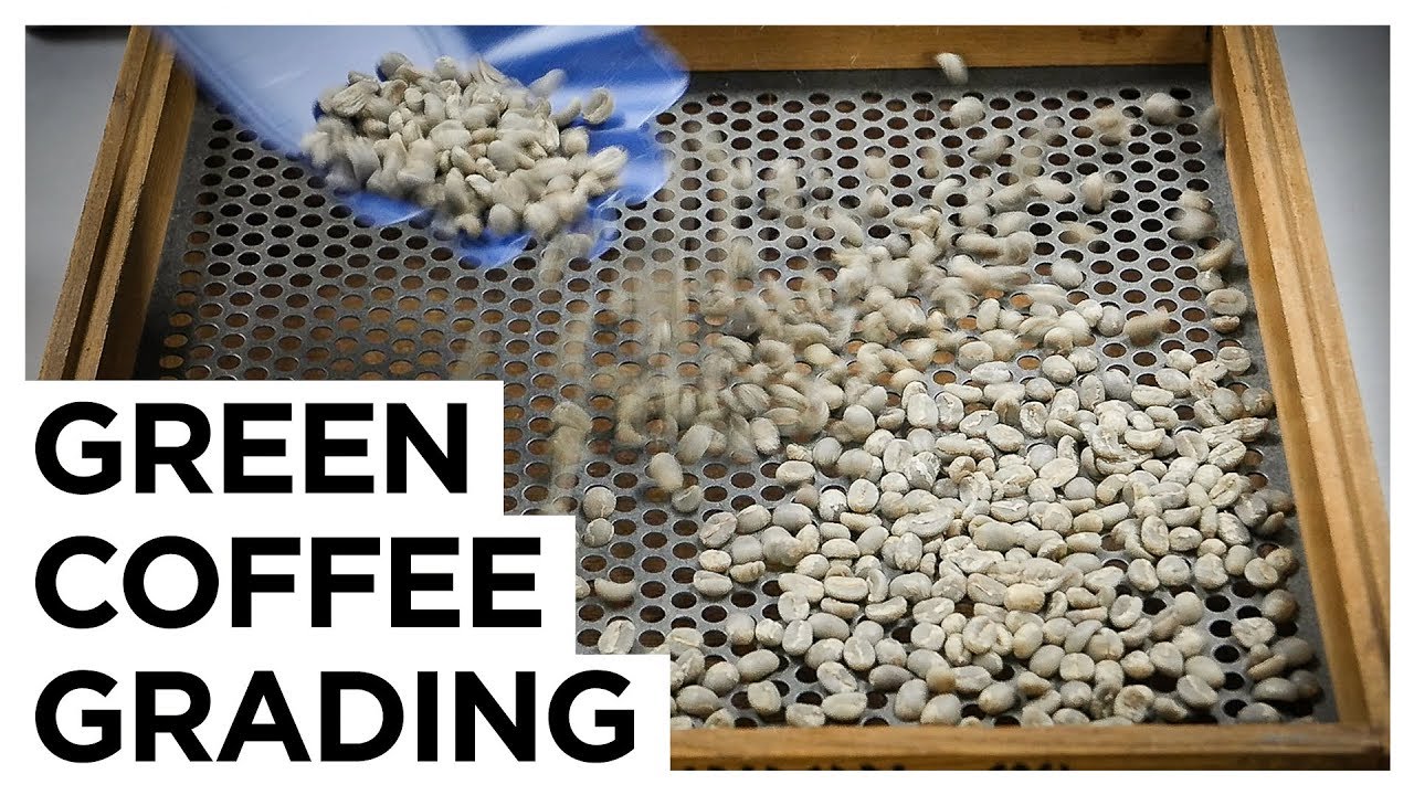 Green Coffee Grading | European Coffee Trip x DRWakefield