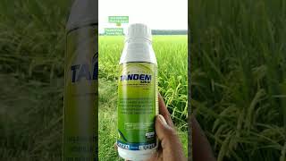 Download lagu Fungisida TANDEM 325'SC penyakit Blas/Hawar Daun Tanaman Padi.. mp3 Download lagu Fungisida TANDEM 325'SC penyakit Blas/Hawar Daun Tanaman Padi.. mp3