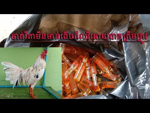 download lagu mp3 mp4 What Vitamins Do You Give To Chickens, download lagu What Vitamins Do You Give To Chickens gratis, unduh video klip What Vitamins Do You Give To Chickens