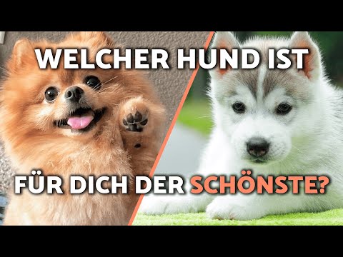 The 10 most beautiful dogs in the world 🐶✨