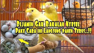Download lagu Banyak yang Belum tau Cara ini‼️Cara Ternak Kenari cepat bertelur mp3