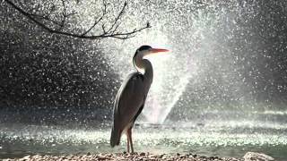 ERIC CLAPTON - RIVER OF TEARS