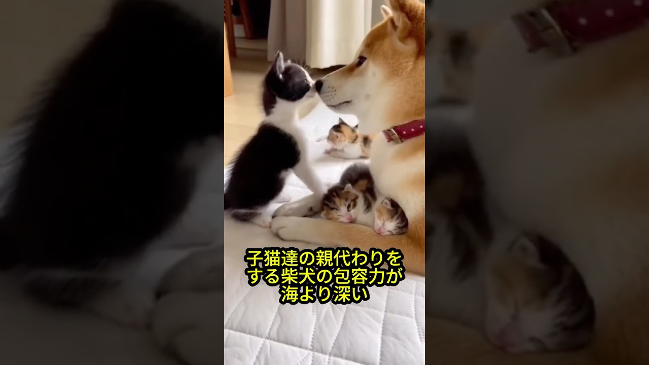 【尊い】子猫達の親代わりをする柴犬の包容力が海より深い