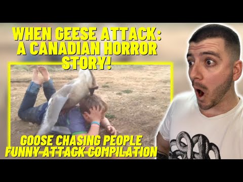 Goose chasing people - funny geese attack compilation | British Reacts