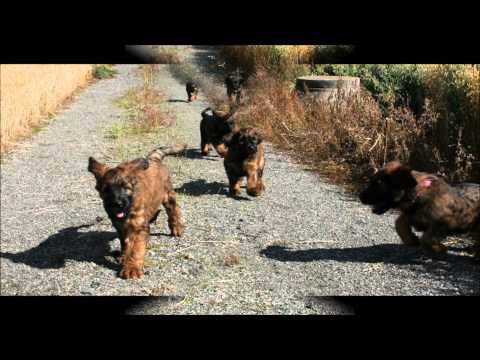 A Gjengen.Jorulfdatter.wmv