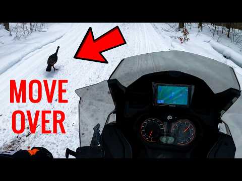 Old Forge Snowmobile Trail Report