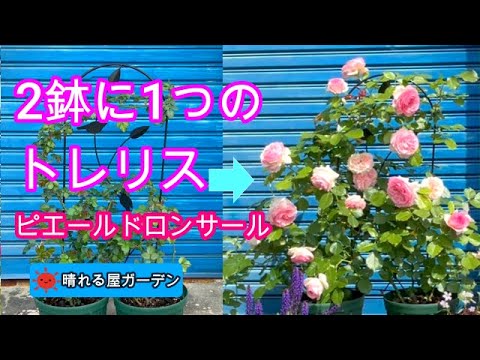 インドライラックは霜を恐れますか？フランスのどこでも栽培できるのでしょうか？  庭園