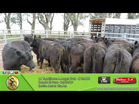 06-09-19 - Venta de Vaquillonas A.Angus Generales - Cabaña El Paso - Benito Juarez