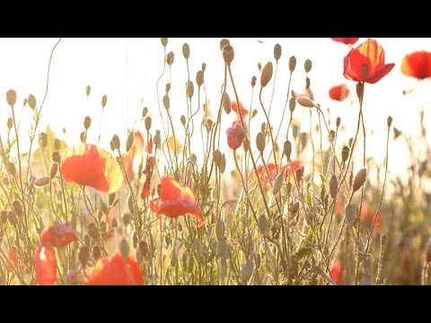 [Doku] Unser Wald (1/2) Frühling und Sommer [HD]