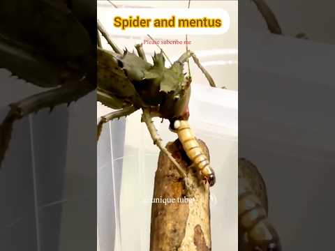 insect moments spider and mentus #insects #mentus #spider #fyp