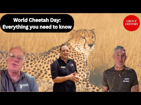 Experts talk on International Cheetah Day: Is Africa’s fastest cat running out of time?