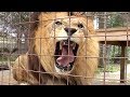Lion Roar Scares Kid!