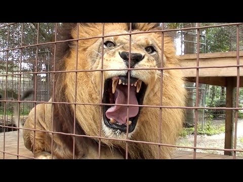 Lion Roar Scares Kid!