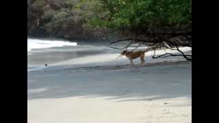 preview picture of video 'Random dog at Flamingo Beach, Costa Rica'