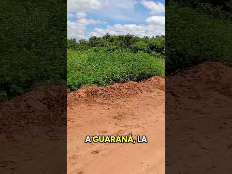 Projeto Missão Várzea Branca PI 