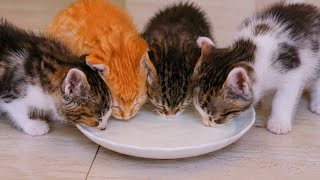 Adorable Baby Kittens Milk Feeding Time 🐾 | Cute Cat Moments