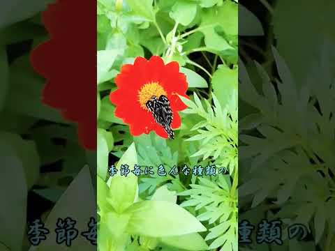 ホテルの蝶の避難所​​の捕食者を休ませるために庭に蝶を引き寄せる方法