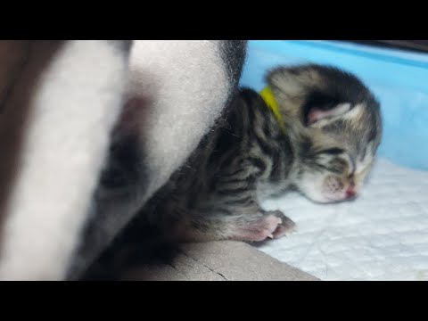 Cat give birth day apart 🐱 one kitten born and then 5 after one day. two days labour.