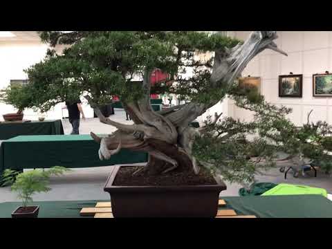 California Viet Bonsai Club