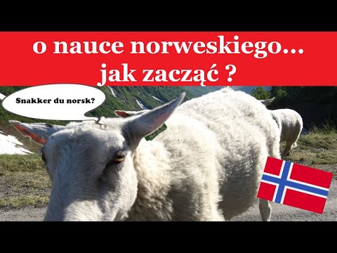 Nauka języka norweskiego od podstaw... jak zacząć?