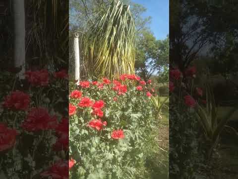 "MIS SUEÑOS".  Belleza Natural  Humberto 1°  Santa Fe Argentina