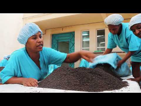 Carnet de voyage Terre Exotique : Madagascar 2019 - Tri poivre Voatsiperifery